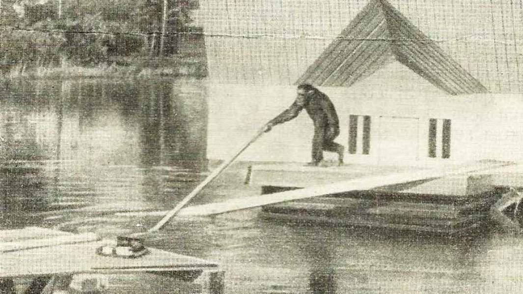 Опыты шимпанзе на воде