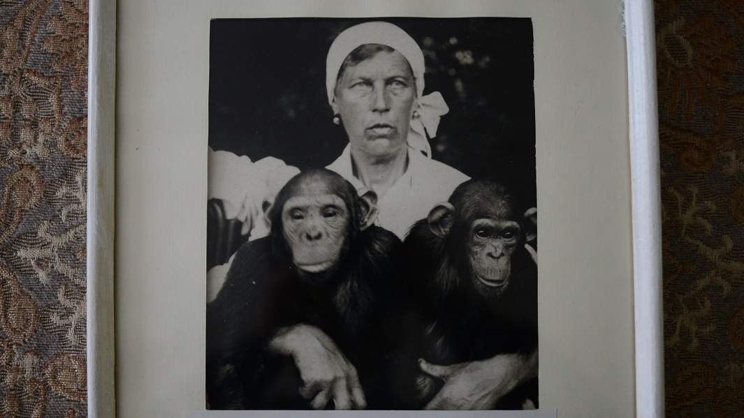 Шимпанзе Роза и Рафаэль