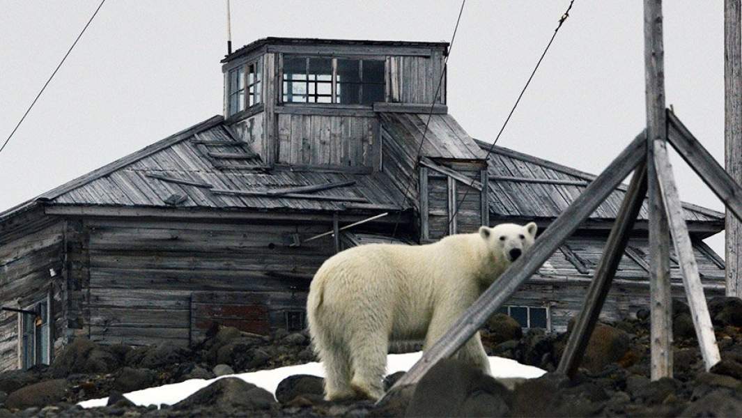 Белый медведь на территории полярной станции на берегу бухты Тихой на острове Гукера