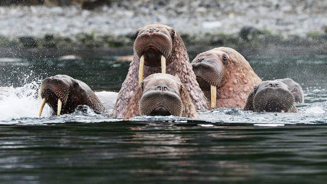 Моржи в Чукотском море