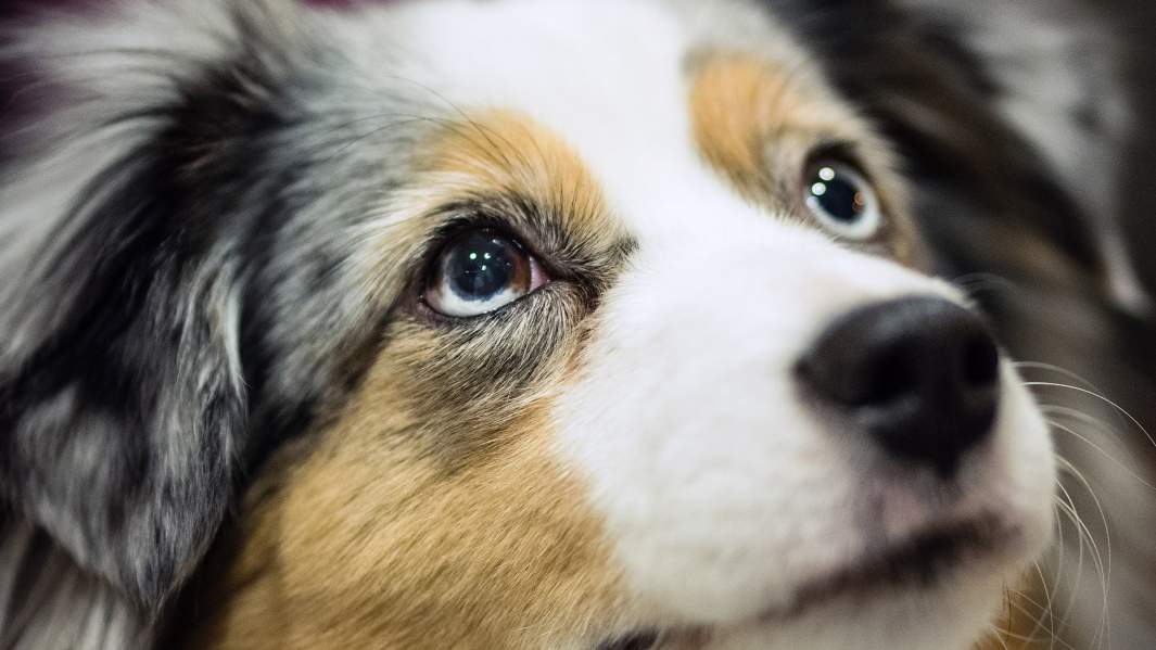 Австралийская овчарка или аусси