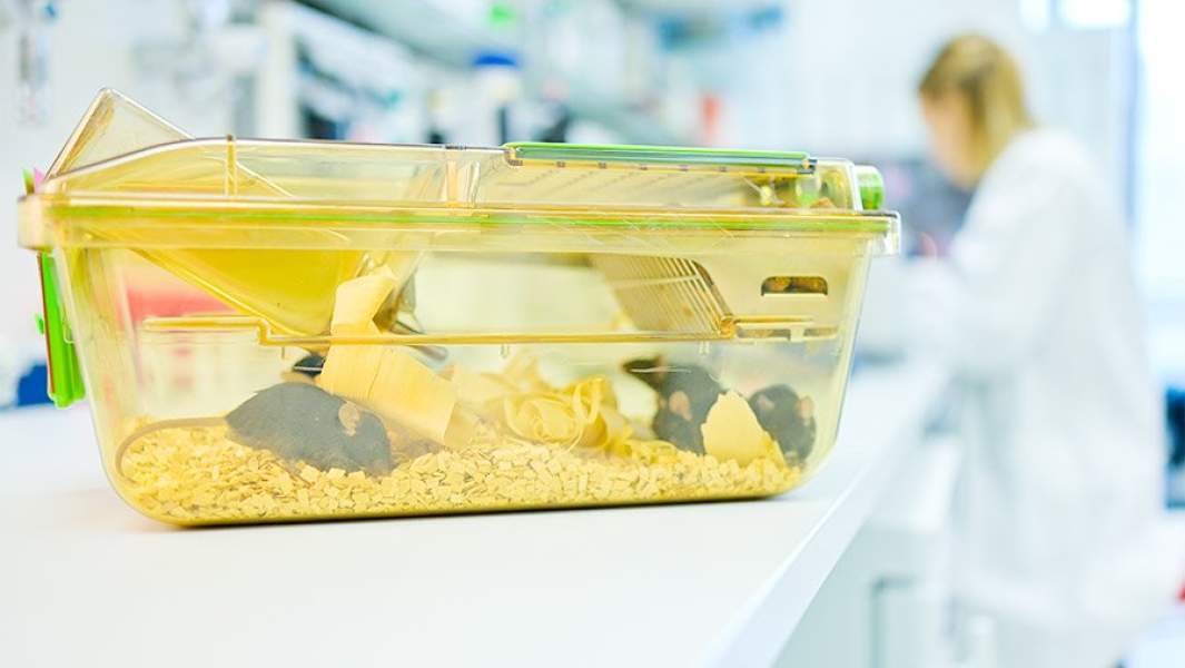 мыши в лаборатории