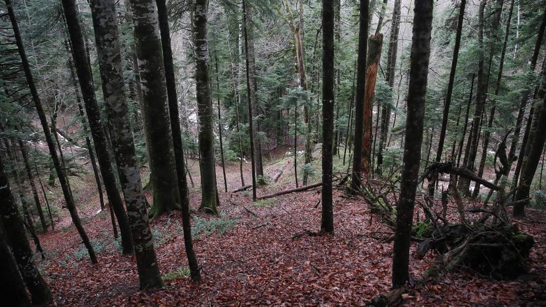 Валежник, Лес