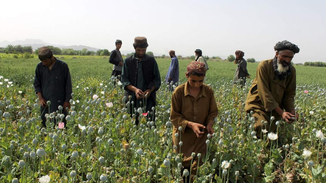 Афганские фермеры собирают маковый сок