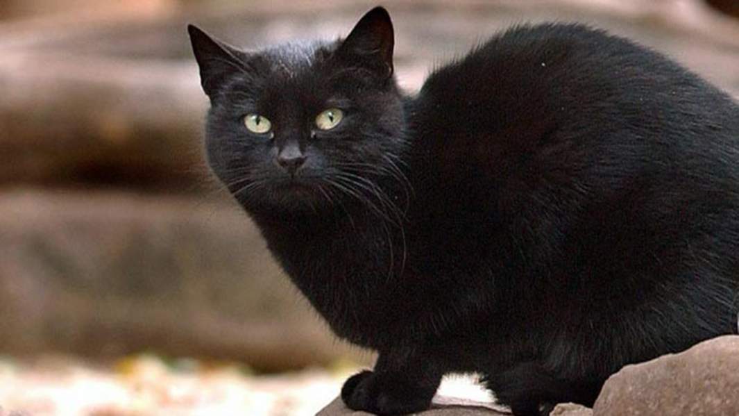 Кот Блэки, который считается самым богатым котом в мире