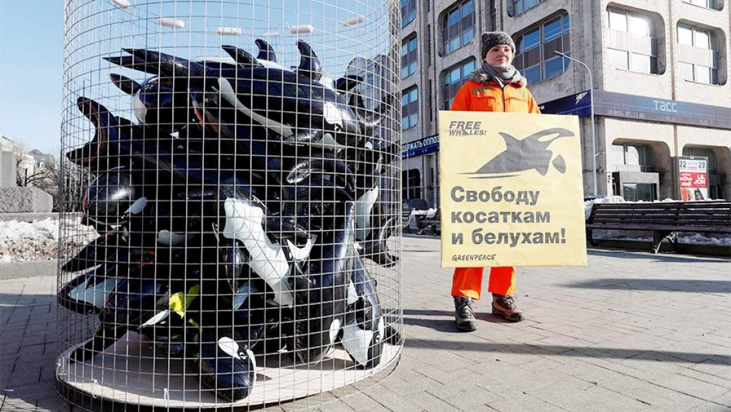 Активисты проводят пикет за освобождение мосрких млекопитающих