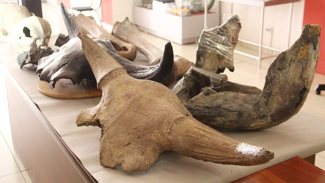 Нелегально добытые кости древних животных, изъятые омской таможней