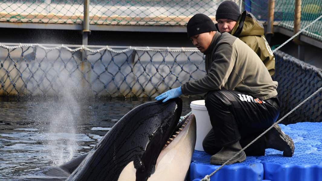 Косатка в вольере Центра адаптации морских животных