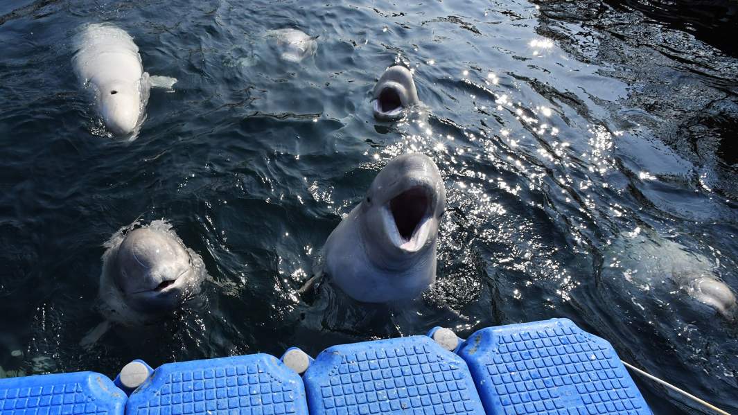 Белухи в вольере Центра адаптации морских животных в бухте Средняя Приморского края.