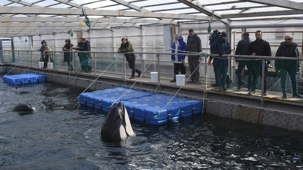 Косатки в вольере Центра адаптации морских животных в бухте Средняя Приморского края