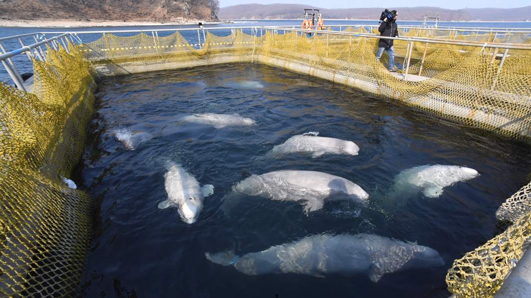 Белухи в вольере Центра адаптации морских животных в бухте Средняя Приморского края