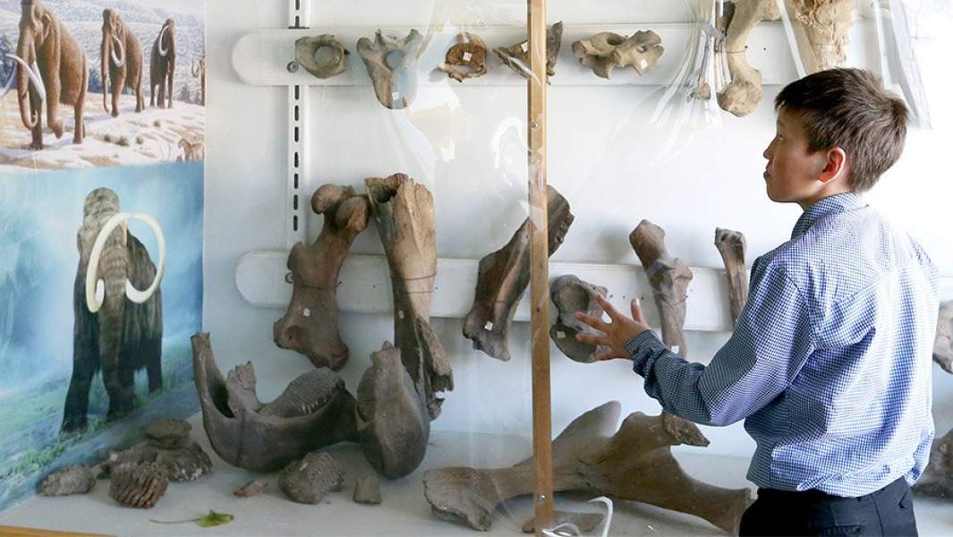 Мальчик смотрит на кости мамонта в музее