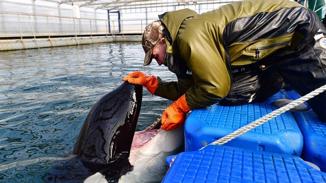 Тренер осматривает касатку