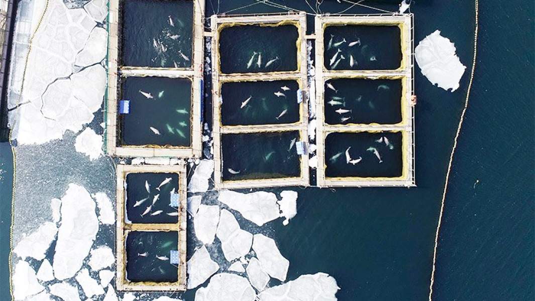 Вид сврху на китовую тюрьму