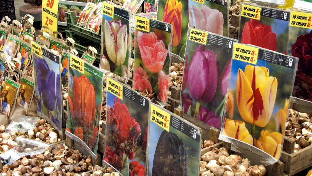 Цветочный рынок Bloemenmarkt в Амстердаме