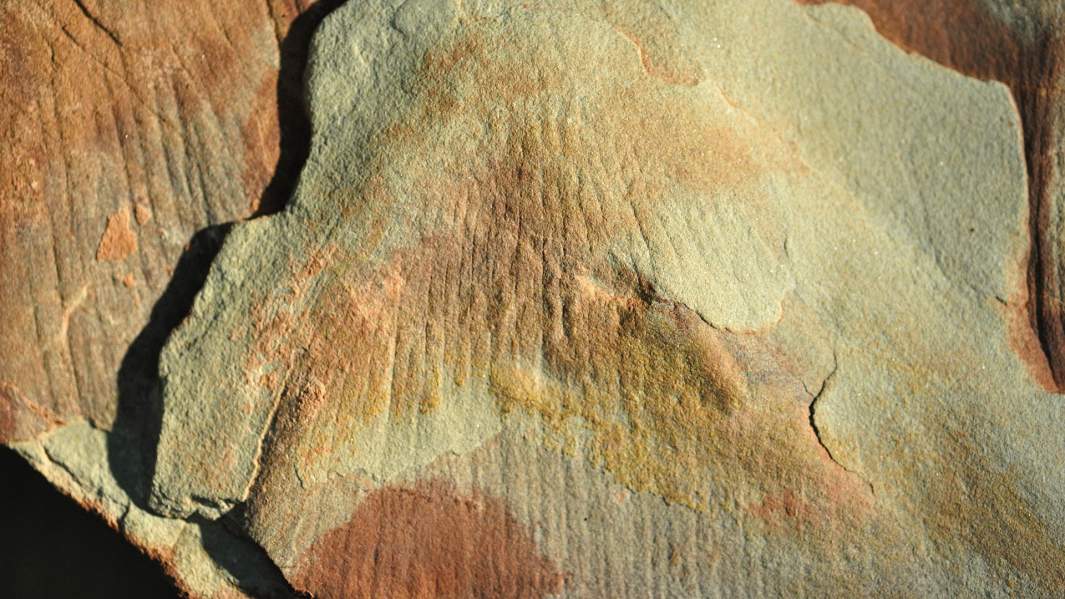 Образец голотипа Arumberia banksi, из песчаника Ediacaran Arumbera. Алис-Спрингс, Австралия
