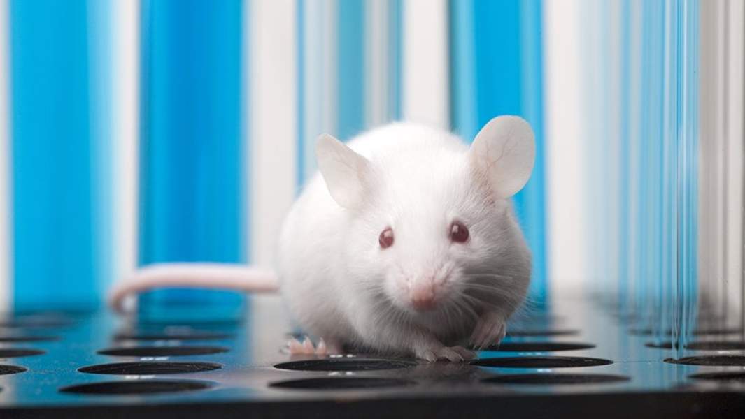 Белая мышь в лаборатории