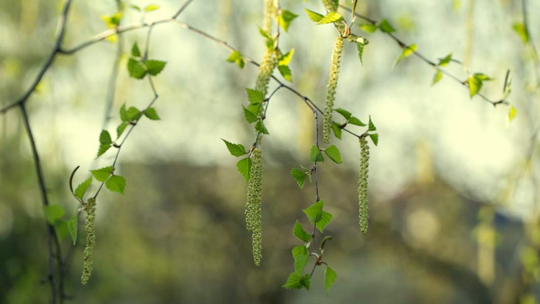 Береза, весна