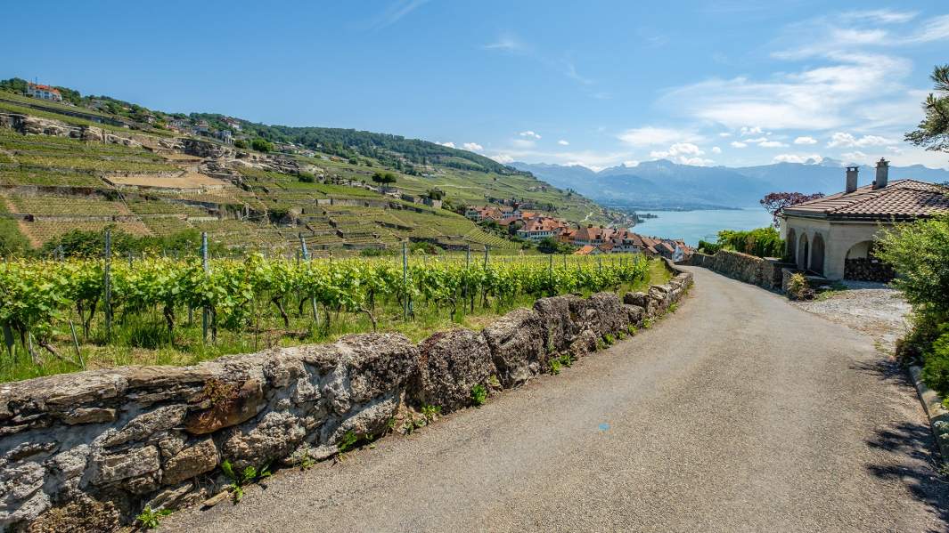 Виноградники Лаво