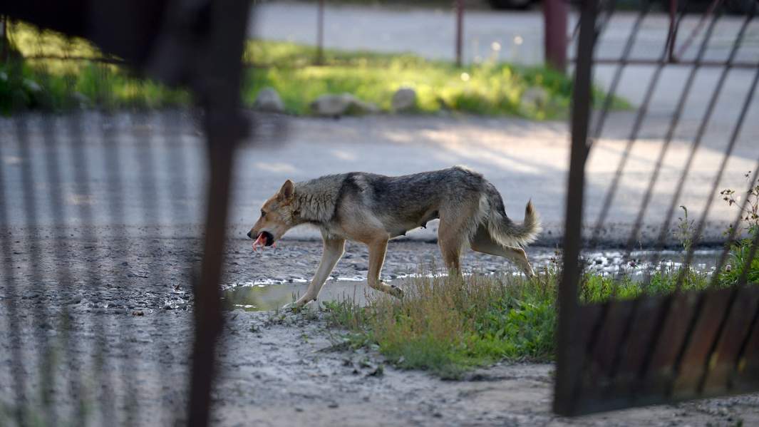 собаки бездомные