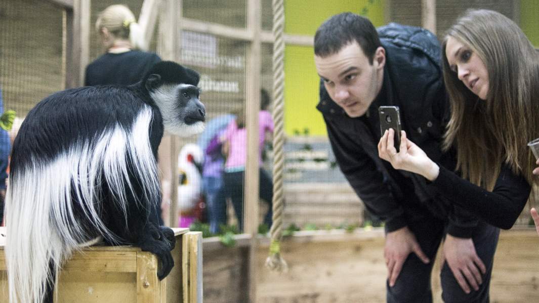 Посетители и обезьяна породы восточный колобус в контактном зоопарке