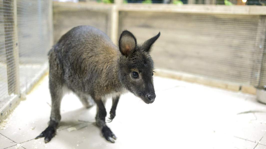 Кенгуру в контактном зоопарке