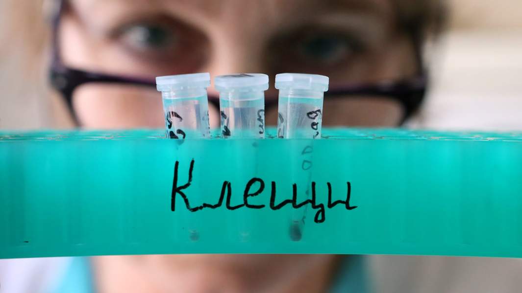 Клещи