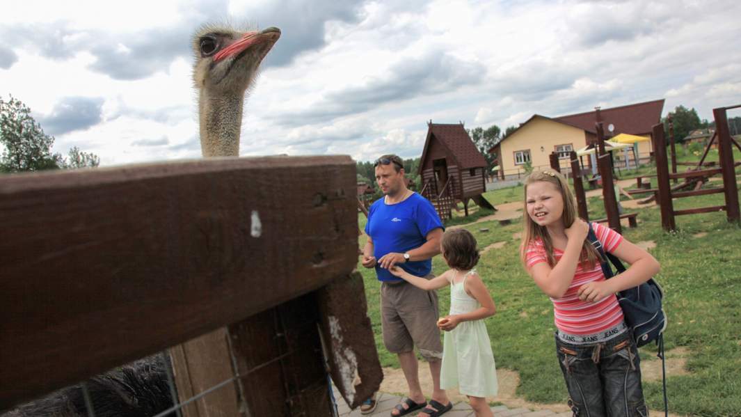 Страус в парке птиц «Воробьи» в Калужской области