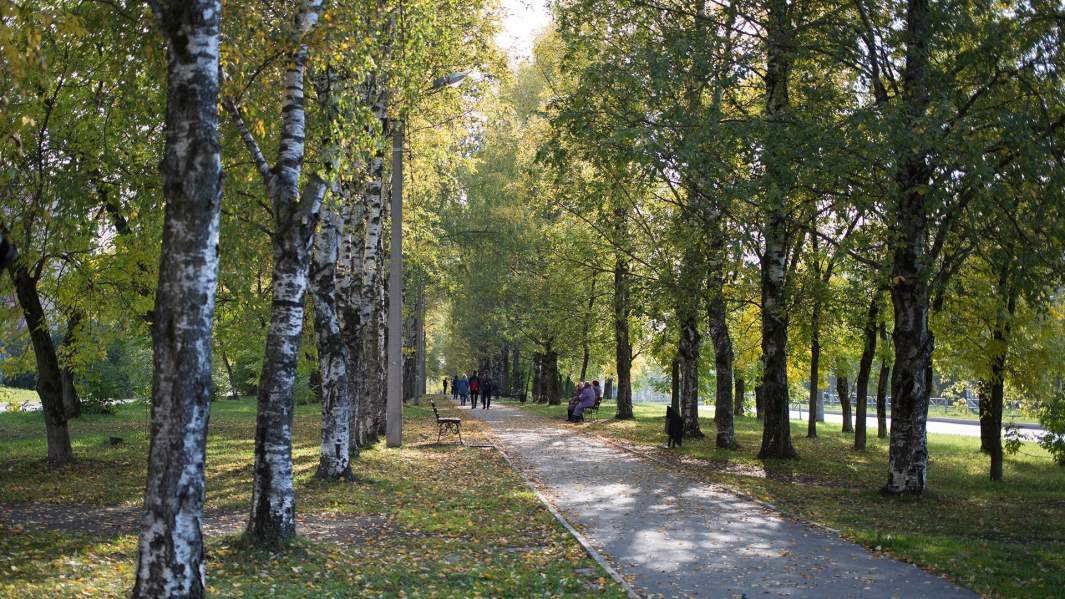 Березовая роща