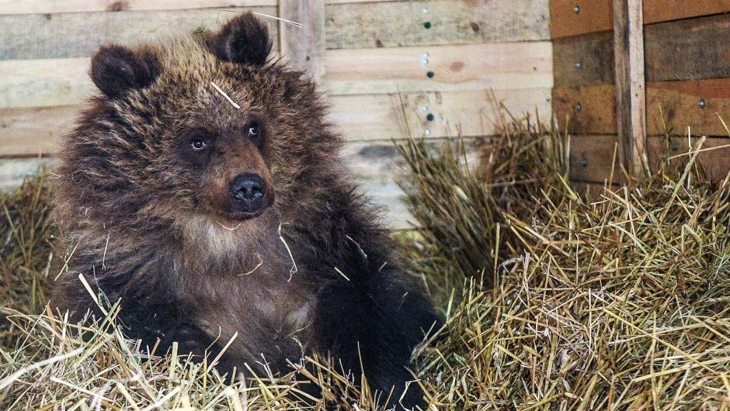 Спасенная на Камчатке медведица Маша в вольере Калужского центра реабилитации диких животных «Феникс»