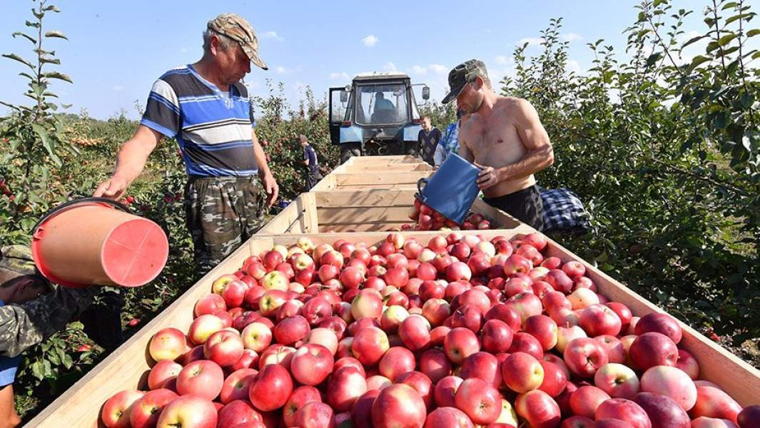 Сбор урожая яблок в Белоруссии