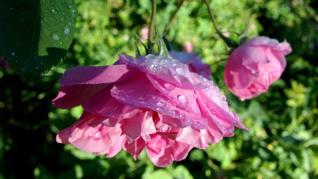 цветы франция сбор