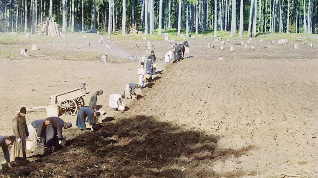 С. М. Прокудин-Горский. Монахи за работой. Посадка картофеля (Остров Городомля Тверской губернии, 1910 год)