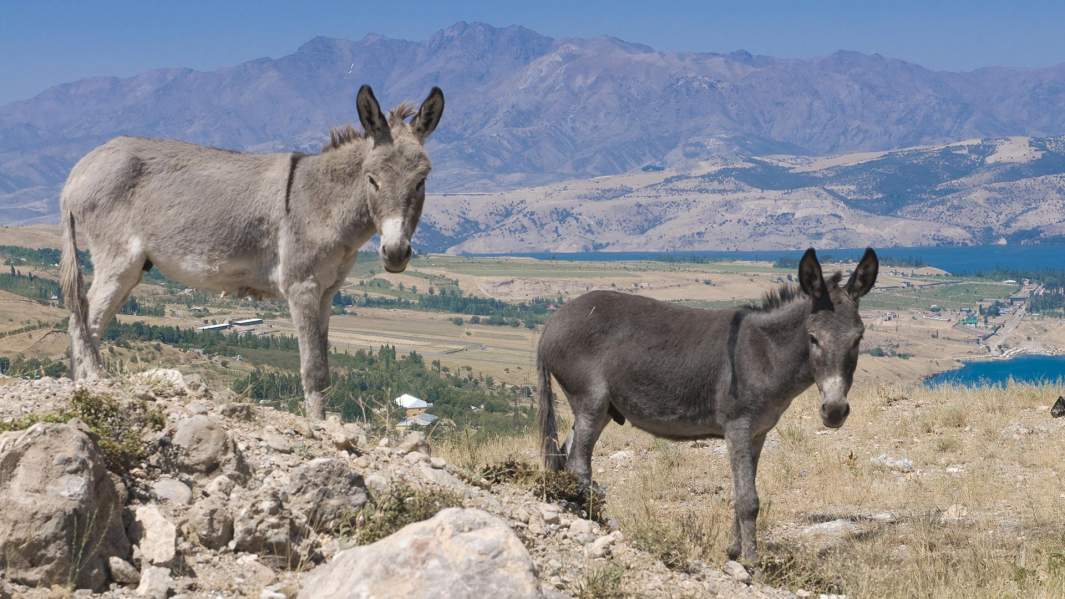 Чаткальский хребет