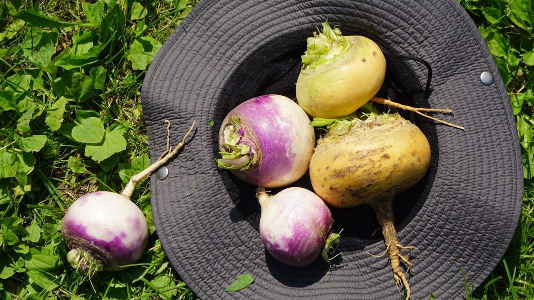 Ранние сорта репы: Петровская и Ранняя пурпурная