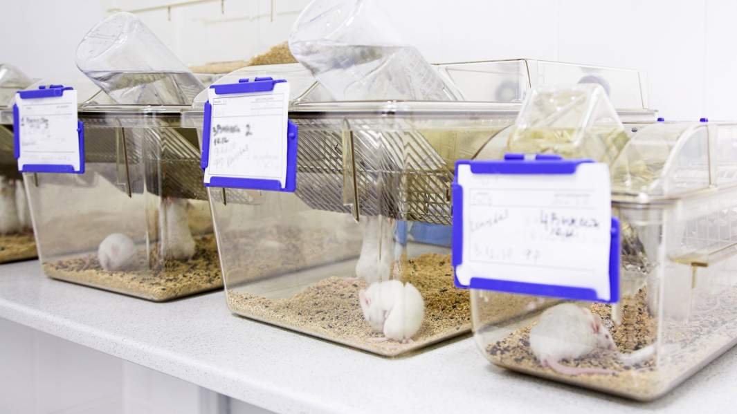 Клетки с крысами в лаборатории