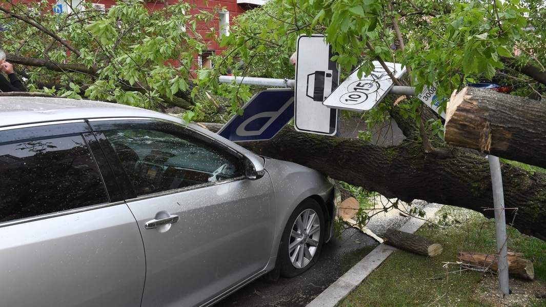 Во власти ветра: что делать, если на вашу машину упало дерево