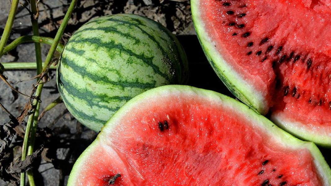 Арбузы, собранные в Астраханской области