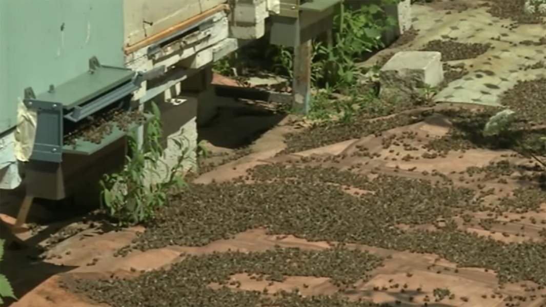 Мертвые пчелы на пасеке в Рязанской области 