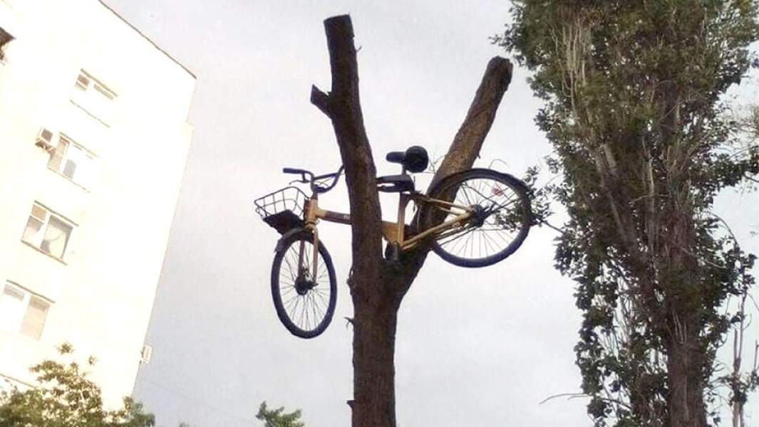 сломанный влосипед на дереве Волгоград