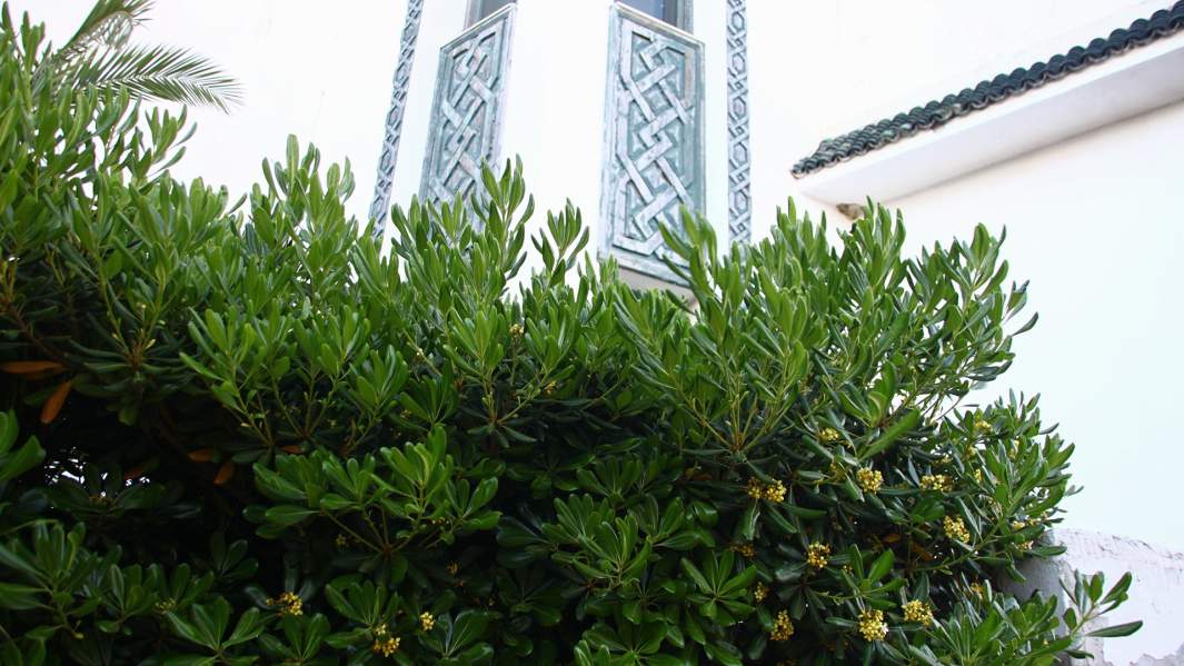 Жасминовый куст у фасада мечети в Хаммамете