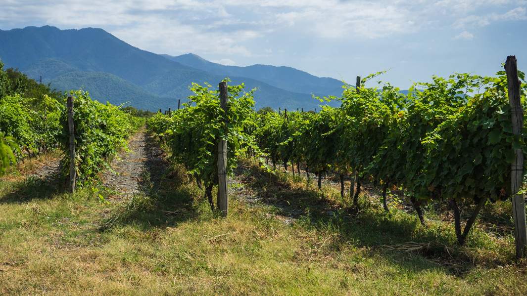 виноградник