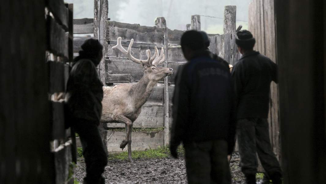 Оленеводы на ферме «Байдарацкий», Ненецкий автономный округ