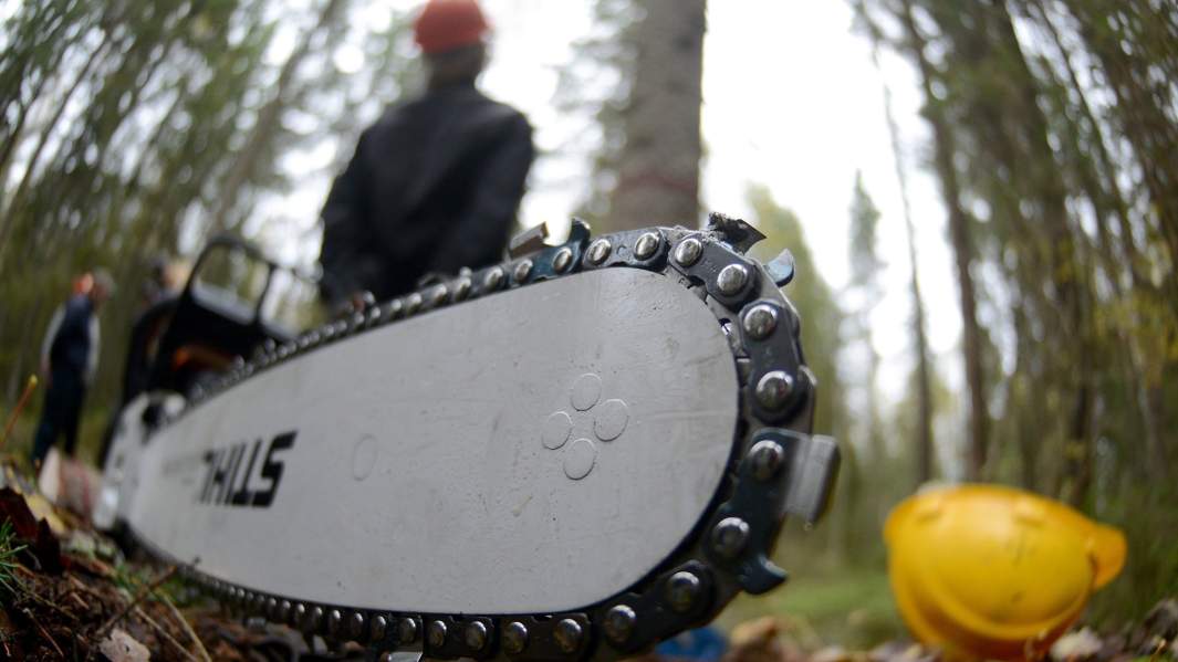 вырубка лес