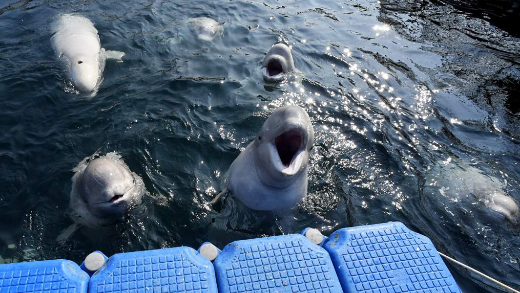Белухи в вольере Центра адаптации морских животных в бухте Средняя Приморского края