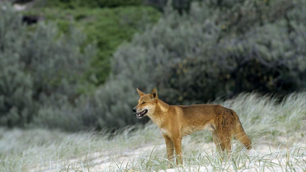 Динго, Австралия