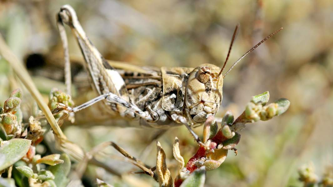 Саранча, Южная Африка насекомое