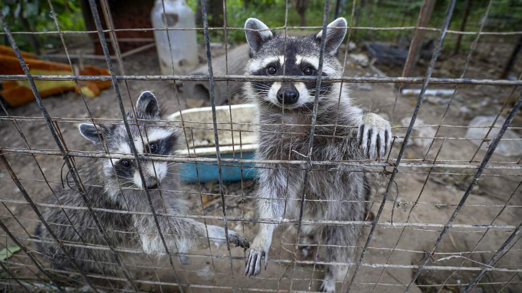 Питомцы приюта «Феникс»