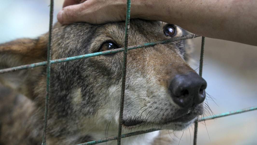 Питомец приюта «Феникс»