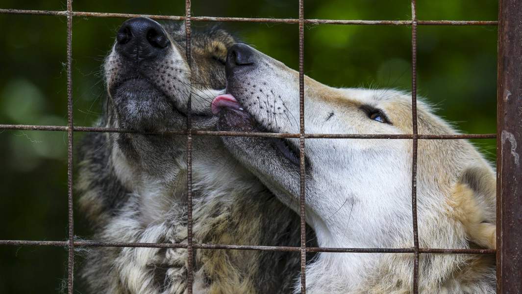 Питомцы приюта «Феникс»